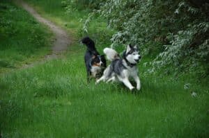 les meilleures croquettes pour des chiens en forme