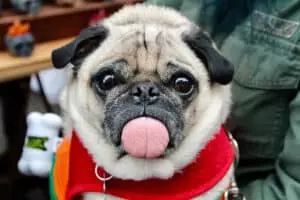 croquettes chien