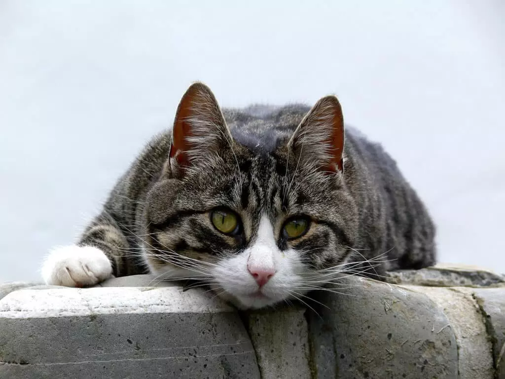 croquettes chat stérilisé