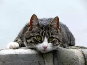 croquettes chat stérilisé