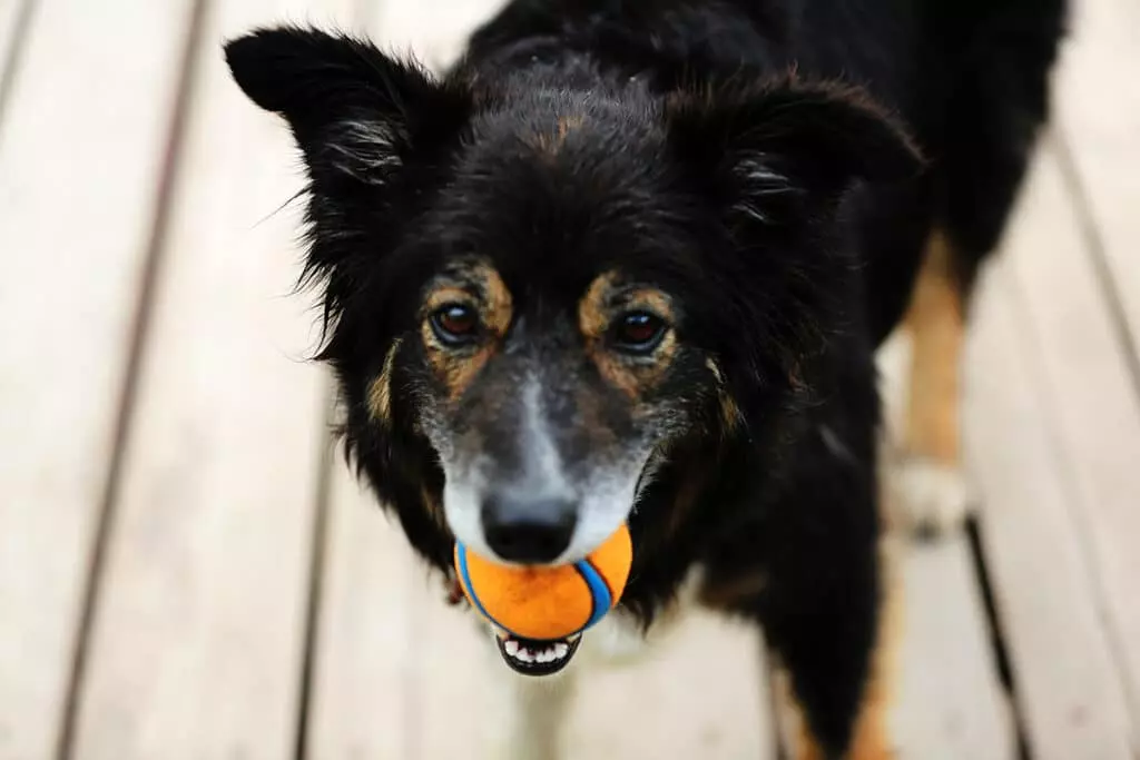 chien balle