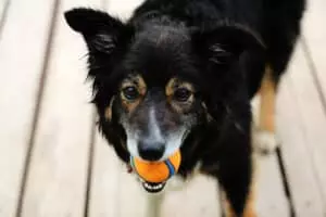 chien balle