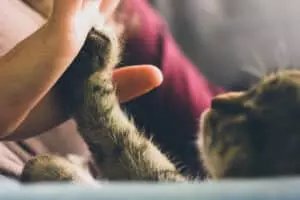 croquettes chat