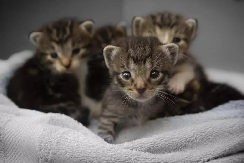 Livraison croquettes chats
