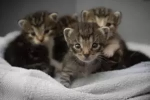 Livraison croquettes chats