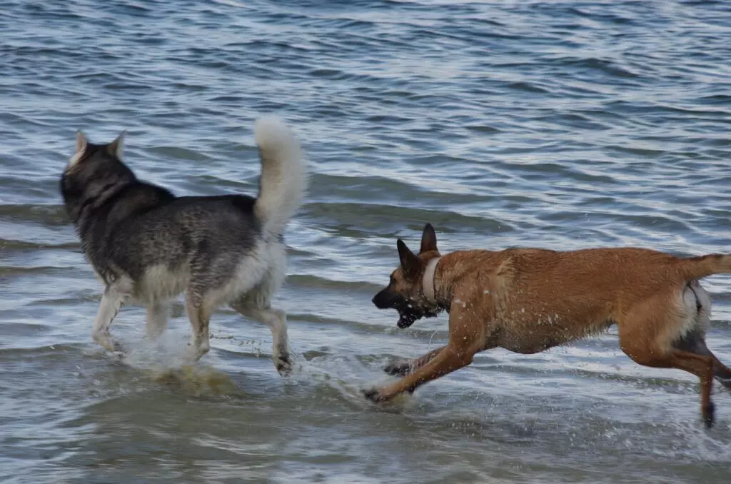 balades chiens