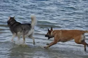 balades chiens