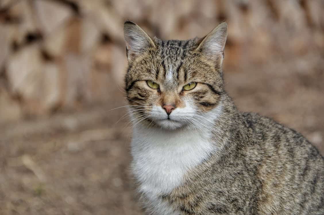 Les signes d’une intolérance alimentaire chez les chats - Max Nutrition