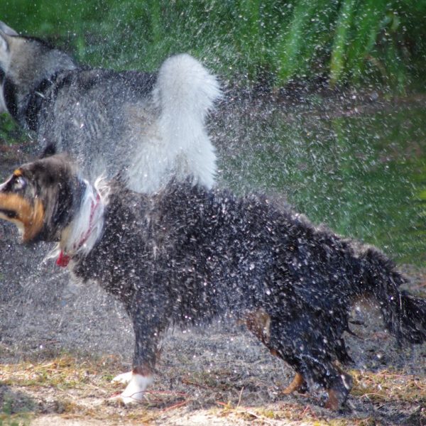 maladie hydratation chien