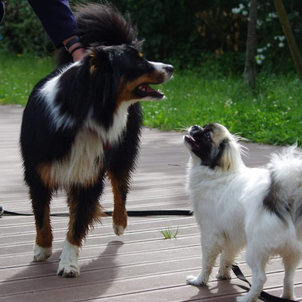 pension canine