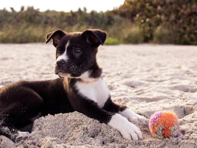 pension chien