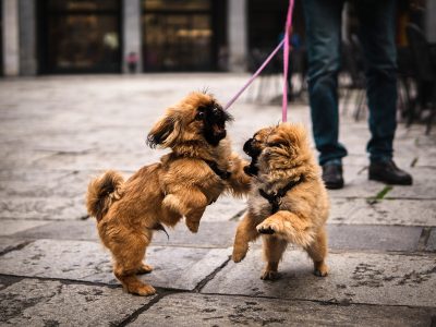 chien balade