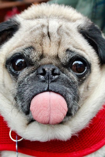 croquettes chien