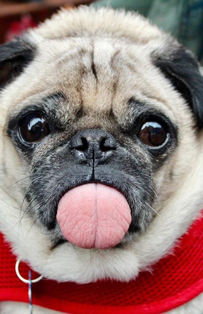 croquettes chien