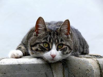croquettes chat stérilisé