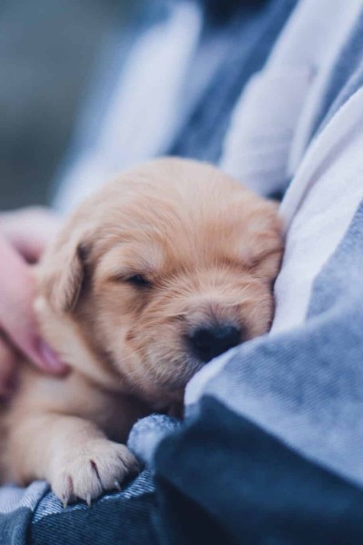 animal vétérinaire